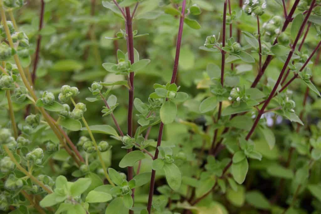 Origanum majorana ---